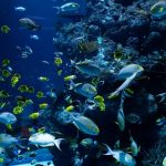 Ocean related nonprofits