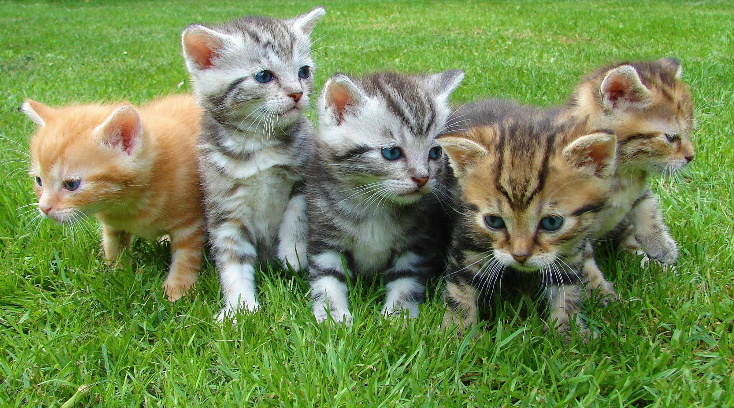 animals
