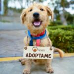 CircleActs.org Animals Charity Donate Support