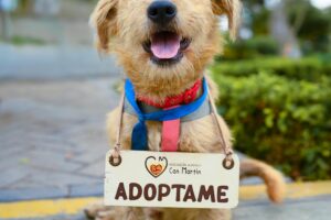 CircleActs.org Animals Charity Donate Support