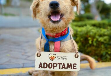 CircleActs.org Animals Charity Donate Support