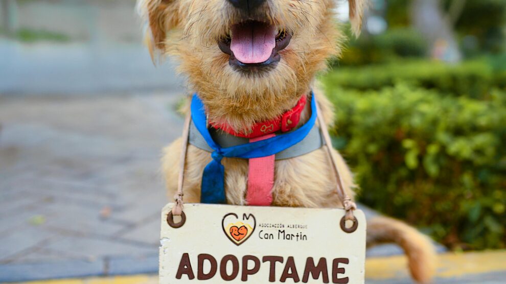 CircleActs.org Animals Charity Donate Support